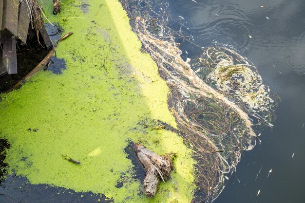 A split image showing polluted water next to healthy water, visually contrasting the impact of conventional cleaners on aquatic ecosystems.