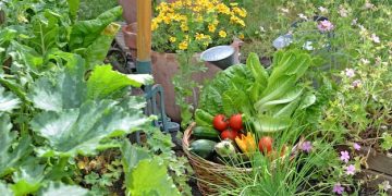Grow Your Own Food: A Beginner's Guide in the US - Cover Image
