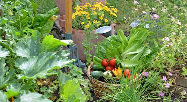 Grow Your Own Food: A Beginner’s Guide in the US