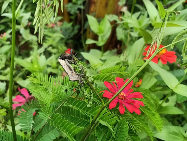 A variety of native plants blooming in a sustainable garden, attracting butterflies and bees.