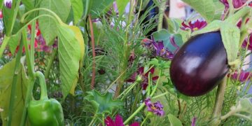 Eco-Friendly Pest Control: Natural Solutions for Home & Garden - Cover Image