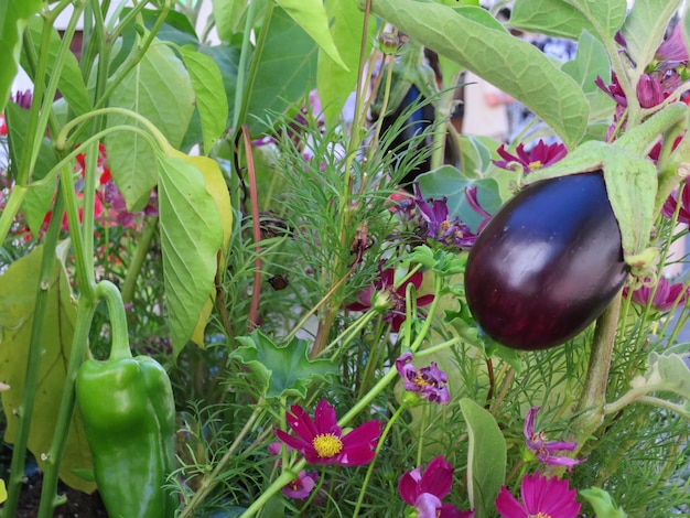 Eco-Friendly Pest Control: Natural Solutions for Home & Garden