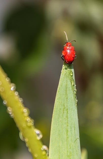 A close-up shot of a ladybug on a green leaf in a garden, showcasing its role as a natural predator of aphids and other pests.
