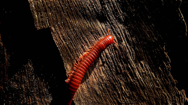 A close-up shot of a vermicomposting bin, showcasing red wiggler worms actively breaking down food scraps. The compost appears dark and rich, with visible worm castings.