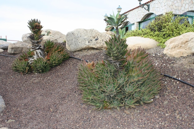 A photo showcasing a well-maintained xeriscaped garden with drought-resistant plants, gravel mulch, and a drip irrigation system effectively conserving water.