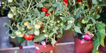 Grow Your Own Groceries: Beginner's Guide to Small Space Gardening - Cover Image