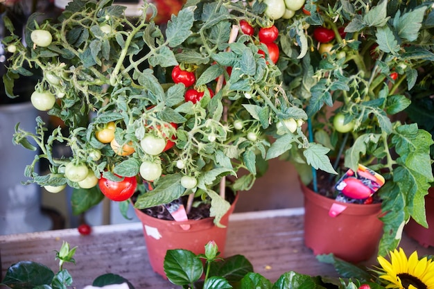 Grow Your Own Groceries: Beginner’s Guide to Small Space Gardening