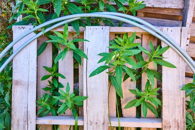 A vertical garden constructed from repurposed wooden pallets, overflowing with herbs like basil, mint, and rosemary. The pallets are mounted on a sunny wall in a small urban backyard.