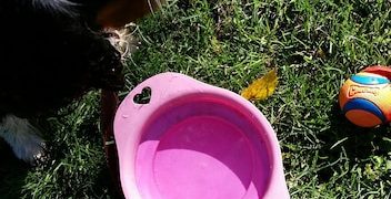 Sustainable Pet Care: Eco-Friendly Tips & Products for US Pet Owners - Cover Image