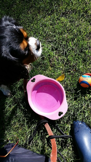 Sustainable Pet Care: Eco-Friendly Tips & Products for US Pet Owners