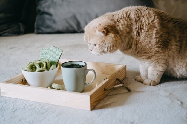 A cat sitting next to a bamboo food bowl, with eco-friendly cat toys in the background.