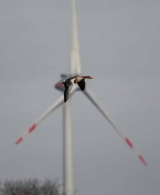 Close-up view of a wind turbine, with a bird flying nearby. The image focuses on the potential interaction between wind turbines and avian wildlife.