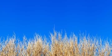 Bioenergy Advancements: Powering US Energy Needs - Cover Image