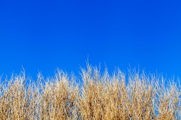 Bioenergy Advancements: Powering US Energy Needs