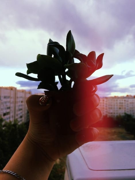 A close-up shot of hands holding a seedling with solar panels in the blurred background, signifying sustainable growth and clean energy.